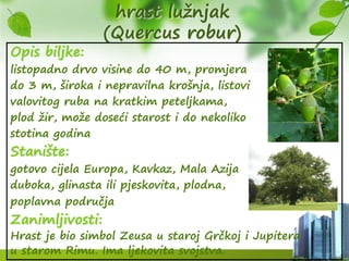 hrast lužnjak
(Quercus robur)
Opis biljke:
listopadno drvo visine do 40 m, promjera
do 3 m, široka i nepravilna krošnja, listovi
valovitog ruba na kratkim peteljkama,
plod žir, može doseći starost i do nekoliko
stotina godina
Stanište:
gotovo cijela Europa, Kavkaz, Mala Azija
duboka, glinasta ili pjeskovita, plodna,
poplavna područja
Zanimljivosti:
Hrast je bio simbol Zeusa u staroj Grčkoj i Jupitera
u starom Rimu. Ima ljekovita svojstva.
 