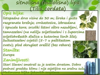 sitnolisna (malolisna) lipa
(Tilia cordata)
Opis biljke:
listopadno drvo visine do 30 m; široka i gusto
razgranata krošnja; crnkastosiva, izbrazdana
i ispucala kora; srcoliki listovi oštro nazubljeni,
tamnozeleni (na naličju svijetlozeleni i s čupercima
svijetlohrđastih dlačica u kutovima lisnih žila);
žućkastozeleni cvjetići (5-7 u paštitastom
cvatu); plod okruglast oraščić (bez rebara)
Stanište:
Europa
Zanimljivosti:
Stari Slaveni smatrali su je svetim drvetom. Dobro
podnosi gradsku klimu i nije osjetljiva na zračnu sušu.
Medonosna biljka ljekovitih svojstava.
 
