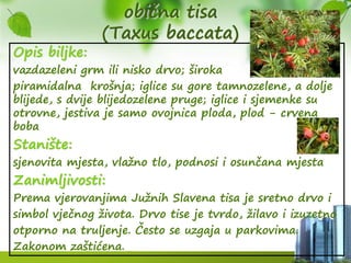obična tisa
(Taxus baccata)
Opis biljke:
vazdazeleni grm ili nisko drvo; široka
piramidalna krošnja; iglice su gore tamnozelene, a dolje
blijede, s dvije blijedozelene pruge; iglice i sjemenke su
otrovne, jestiva je samo ovojnica ploda, plod - crvena
boba
Stanište:
sjenovita mjesta, vlažno tlo, podnosi i osunčana mjesta
Zanimljivosti:
Prema vjerovanjima Južnih Slavena tisa je sretno drvo i
simbol vječnog života. Drvo tise je tvrdo, žilavo i izuzetno
otporno na truljenje. Često se uzgaja u parkovima.
Zakonom zaštićena.
 