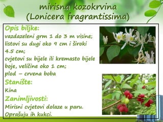 mirisna kozokrvina
(Lonicera fragrantissima)
Opis biljke:
vazdazeleni grm 1 do 3 m visine;
listovi su dugi oko 9 cm i široki
4.5 cm;
cvjetovi su bijele ili kremasto bijele
boje, veličine oko 1 cm;
plod – crvena boba
Stanište:
Kina
Zanimljivosti:
Mirisni cvjetovi dolaze u paru.
Oprašuju ih kukci.
 