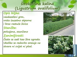 širokolisna kalina
(Ligustrum ovalifolium)
Opis biljke:
vazdazeleni grm,
vrsta izuzetno otporne
i brzo rastuće živice
Stanište:
polusjena, osunčano
Zanimljivosti:
Često se sadi kao živa ograda.
Ukoliko se redovito orezuje ne
stvara ni cvijet ni plod.
 