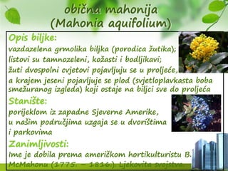 obična mahonija
(Mahonia aquifolium)
Opis biljke:
vazdazelena grmolika biljka (porodica žutika);
listovi su tamnozeleni, kožasti i bodljikavi;
žuti dvospolni cvjetovi pojavljuju se u proljeće,
a krajem jeseni pojavljuje se plod (svjetloplavkasta boba
smežuranog izgleda) koji ostaje na biljci sve do proljeća
Stanište:
porijeklom iz zapadne Sjeverne Amerike,
u našim područjima uzgaja se u dvorištima
i parkovima
Zanimljivosti:
Ime je dobila prema američkom hortikulturistu B.
McMahonu (1775. – 1816.). Ljekovita svojstva.
 