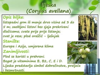 lijeska
(Corylus avellana)
Opis biljke:
listopadni grm ili manje drvo visine od 3 do
5 m; zaobljeni listovi bez sjaja prekriveni
dlačicama; cvate prije prije listanja;
cvat je resa; plod oraščić - lješnjak
Stanište:
Europa i Azija, umjerena klima
Zanimljivosti:
Plod se koristi u prehrani.
Bogat je vitaminima B, B2, C, E i D.
Lijeska predstavlja simbol dobročinstva, proljeća
i besmrtnosti.
 
