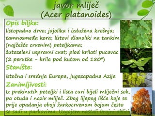 javor mliječ
(Acer platanoides)
Opis biljke:
listopadno drvo; jajolika i izdužena krošnja;
tamnosmeđa kora; listovi dlanoliki na tankim
(najčešće crvenim) peteljkama;
žutozeleni uspravni cvat; plod krilati pucavac
(2 perutke - krila pod kutom od 180º)
Stanište:
istočna i srednja Europa, jugozapadna Azija
Zanimljivosti:
Iz prekinutih peteljki i lista curi bijeli mliječni sok,
pa otuda i naziv mliječ. Zbog lijepog lišća koje se
prije opadanja oboji žarkocrvenom bojom često
se sadi u parkovima. Uzgojem nastali brojni oblici.
 