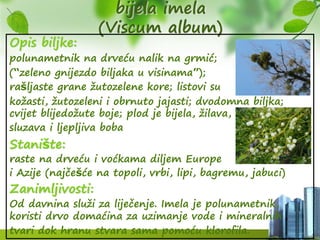 Click to add title in here
bijela imela
(Viscum album)
Opis biljke:
polunametnik na drveću nalik na grmić;
(“zeleno gnijezdo biljaka u visinama”);
rašljaste grane žutozelene kore; listovi su
kožasti, žutozeleni i obrnuto jajasti; dvodomna biljka;
cvijet blijedožute boje; plod je bijela, žilava,
sluzava i ljepljiva boba
Stanište:
raste na drveću i voćkama diljem Europe
i Azije (najčešće na topoli, vrbi, lipi, bagremu, jabuci)
Zanimljivosti:
Od davnina služi za liječenje. Imela je polunametnik,
koristi drvo domaćina za uzimanje vode i mineralnih
tvari dok hranu stvara sama pomoću klorofila.
 