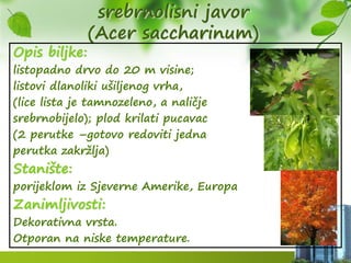 srebrnolisni javor
(Acer saccharinum)
Opis biljke:
listopadno drvo do 20 m visine;
listovi dlanoliki ušiljenog vrha,
(lice lista je tamnozeleno, a naličje
srebrnobijelo); plod krilati pucavac
(2 perutke –gotovo redoviti jedna
perutka zakržlja)
Stanište:
porijeklom iz Sjeverne Amerike, Europa
Zanimljivosti:
Dekorativna vrsta.
Otporan na niske temperature.
 