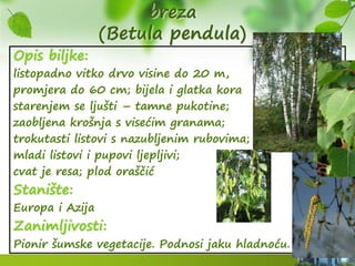 breza
(Betula pendula)
Opis biljke:
listopadno vitko drvo visine do 20 m,
promjera do 60 cm; bijela i glatka kora
starenjem se ljušti – tamne pukotine;
zaobljena krošnja s visećim granama;
trokutasti listovi s nazubljenim rubovima;
mladi listovi i pupovi ljepljivi;
cvat je resa; plod oraščić
Stanište:
Europa i Azija
Zanimljivosti:
Pionir šumske vegetacije. Podnosi jaku hladnoću.
 