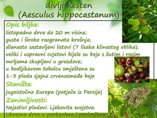 divlji kesten
(Aesculus hippocastanum)
Opis biljke:
listopadno drvo do 20 m visine;
gusta i široko razgranata krošnja;
dlanasto sastavljeni listovi (7 lisaka klinastog oblika);
veliki i uspravni cvjetovi bijele su boje s žutim i rozim
mrljama skupljeni u grozdove;
u bodljikavom tobolcu smještena su
1-3 ploda sjajne crvenosmeđe boje
Stanište:
jugoistočna Europa (potječe iz Perzije)
Zanimljivosti:
Nejestivi plodovi. Ljekovita svojstva.
Ukrasno drvo u parkovima i perivojima.
 