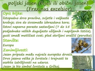 poljski jasen (bijeli ili obični jasen)
(Fraxinus excelsior)
Opis biljke:
listopadno drvo pravilne, svijetle i valjkaste
krošnje; siva do sivosmeđa izbrazdana kora;
listovi neparno perasto sastavljeni (7 do 15
podjednako velikih duguljasto ušiljenih i napiljenih listića);
gusti smeđi metličast cvat; plod okriljeni oraščić (perutka)
Stanište:
Europa
Zanimljivosti:
Jasen pripada među najveće europsko drveće.
Drvo jasena velike je čvrstoće i trajnosti te
osobite izdržljivosti na udarce.
Jasen je bio simbol čvrstoće u Grčkoj.
 