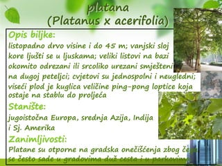platana
(Platanus x acerifolia)
Opis biljke:
listopadno drvo visine i do 45 m; vanjski sloj
kore ljušti se u ljuskama; veliki listovi na bazi
okomito odrezani ili srcoliko urezani smješteni
na dugoj peteljci; cvjetovi su jednospolni i neugledni;
viseći plod je kuglica veličine ping-pong loptice koja
ostaje na stablu do proljeća
Stanište:
jugoistočna Europa, srednja Azija, Indija
i Sj. Amerika
Zanimljivosti:
Platane su otporne na gradska onečišćenja zbog čega
se često sade u gradovima duž cesta i u parkovima.
 