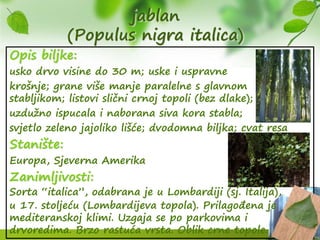 jablan
(Populus nigra italica)
Opis biljke:
usko drvo visine do 30 m; uske i uspravne
krošnje; grane više manje paralelne s glavnom
stabljikom; listovi slični crnoj topoli (bez dlake);
uzdužno ispucala i naborana siva kora stabla;
svjetlo zeleno jajoliko lišće; dvodomna biljka; cvat resa
Stanište:
Europa, Sjeverna Amerika
Zanimljivosti:
Sorta “italica”, odabrana je u Lombardiji (sj. Italija),
u 17. stoljeću (Lombardijeva topola). Prilagođena je
mediteranskoj klimi. Uzgaja se po parkovima i
drvoredima. Brzo rastuća vrsta. Oblik crne topole.
 