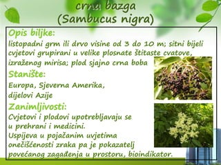 crna bazga
(Sambucus nigra)
Opis biljke:
listopadni grm ili drvo visine od 3 do 10 m; sitni bijeli
cvjetovi grupirani u velike plosnate štitaste cvatove,
izraženog mirisa; plod sjajno crna boba
Stanište:
Europa, Sjeverna Amerika,
dijelovi Azije
Zanimljivosti:
Cvjetovi i plodovi upotrebljavaju se
u prehrani i medicini.
Uspijeva u pojačanim uvjetima
onečišćenosti zraka pa je pokazatelj
povećanog zagađenja u prostoru, bioindikator.
 