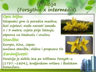 forzicija
(Forsythia x intermedia)
Opis biljke:
listopadni grm iz porodice maslina;
žuti cvjetovi; može narasti između
1 i 3 metra; cvjeta prije listanja;
otporna na hladnoću i vrućinu
Stanište:
Europa, Kina, Japan
sunčana staništa, vlažno i propusno tlo
Zanimljivosti:
Forzicija je dobila ime po Williamu Forsyth-u
(1737.–1804.), kraljevskom vrtlaru i škotskom
botaničaru.
 