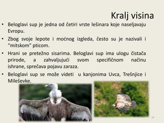 Kralj visina
• Beloglavi sup je jedna od četiri vrste lešinara koje naseljavaju
  Evropu.
• Zbog svoje lepote i modnog izgleda, često su je nazivali i
  “mitskom” pticom.
• Hrani se pretežno sisarima. Beloglavi sup ima ulogu čistača
  prirode, a zahvaljujudi svom specifičnom načinu
  ishrane, sprečava pojavu zaraza.
• Beloglavi sup se može videti u kanjonima Uvca, Trešnjice i
  Mileševke.




                                                                     14
 