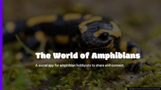 The World of Amphibians
A social app for amphibian hobbyists to share and connect.
This Photo by Unknown Author is licensed under CC BY
 