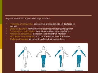 Según la distribución o parte del cuerpo afectada:
• Hemiplejía o hemiparesia: se encuentra afectado uno de los dos lados del
cuerpo.
• Diplejía o diparesia: la mitad inferior está más afectada que la superior.
• Cuadriplejía o cuadriparesia: los cuatro miembros están paralizados.
• Paraplejía o paraparesia: afectación de los miembros inferiores.
• Monoplejía o monoparesia: se encuentra afectado un solo miembro.
• Triplejía o triparesia: se encuentran afectados tres miembros.
 