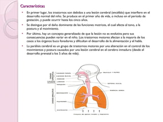 Características En primer lugar, los trastornos son debidos a una lesión cerebral (encéfalo) que interfiere en el desarrollo normal del niño. Se produce en el primer año de vida, o incluso en el período de gestación, y puede ocurrir hasta los cinco años. Se distingue por el daño dominante de las funciones motrices, el cual afecta al tono, a la postura y al movimiento. Por último, hay un concepto generalizado de que la lesión no es evolutiva pero sus consecuencias pueden variar en el niño. Los trastornos motores afectan a la mayoría de los casos a los órganos buco fonadores y dificultan el desarrollo de la alimentación y el habla. La parálisis cerebral es un grupo de trastornos motores por una alteración en el control de los movimientos y postura causados por una lesión cerebral en el cerebro inmaduro (desde el desarrollo prenatal a los 5 años de vida). 
