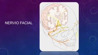NERVIO FACIAL

 