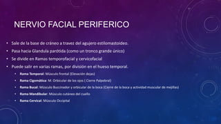NERVIO FACIAL PERIFERICO
• Sale de la base de cráneo a travez del agujero estilomastoideo.
• Pasa hacia Glandula parótida (como un tronco grande único)
• Se divide en Ramas temporofacial y cervicofacial
• Puede salir en varias ramas, por división en el hueso temporal.
•

Rama Temporal: Músculo frontal (Elevación dejas)

•

Rama Cigomática: M. Orbicular de los ojos ( Cierre Palpebral)

•

Rama Bucal: Músculo Buccinador y orbicular de la boca (Cierre de la boca y actividad muscular de mejillas)

•

Rama Mandibular: Músculo cutáneo del cuello

•

Rama Cervical: Músculo Occipital

 