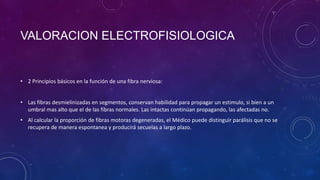 VALORACION ELECTROFISIOLOGICA

• 2 Principios básicos en la función de una fibra nerviosa:
• Las fibras desmielinizadas en segmentos, conservan habilidad para propagar un estimulo, si bien a un
umbral mas alto que el de las fibras normales. Las intactas continúan propagando, las afectadas no.
• Al calcular la proporción de fibras motoras degeneradas, el Médico puede distinguir parálisis que no se
recupera de manera espontanea y producirá secuelas a largo plazo.

 