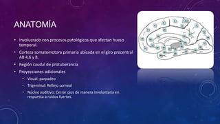 ANATOMÍA
• Involucrado con procesos patológicos que afectan hueso
temporal.
• Corteza somatomotora primaria ubicada en el giro precentral
AB 4,6 y 8.
• Región caudal de protuberancia
• Proyecciones adicionales
• Visual: parpadeo
• Trigeminal: Reflejo corneal
• Núcleo auditivo: Cerrar ojos de manera involuntaria en
respuesta a ruidos fuertes.

 