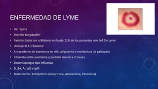ENFERMEDAD DE LYME
• Garrapata
• Borrelia burgdorferi
• Parálisis facial uni o Bilateral en hasta 11% de los pacientes con Enf. De Lyme

• Unilateral 3:1 Bilateral
• Antecedente de exantema en sitio adyacente a mordedura de garrapata
• Intervalo entre exantema y parálisis menor a 2 meses
• Sintomatologia tipo influenza
• ELISA, Ac IgG e IgM
• Tratamiento: Antibioticos (Doxiciclina, Amoxicilina, Penicilina)

 