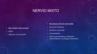 NERVIO MIXTO

• Raíz lateral o Nervio Intermedio
• Raíz medial o Nervio facial
• Motor
• Segundo arco branquial

• Nervio de Wrisberg
• Sensitivo y Sensorial
• Vías gustativas

• Fibras parasimpáticas a Glándulas
submandibular y sublingual (Secretora)

 