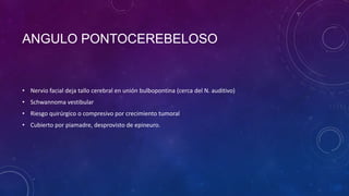 ANGULO PONTOCEREBELOSO

• Nervio facial deja tallo cerebral en unión bulbopontina (cerca del N. auditivo)
• Schwannoma vestibular
• Riesgo quirúrgico o compresivo por crecimiento tumoral
• Cubierto por piamadre, desprovisto de epineuro.

 