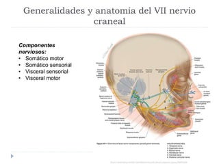Generalidades y anatomía del VII nervio
craneal
Componentes
nerviosos:
• Somático motor
• Somático sensorial
• Visceral sensorial
• Visceral motor
 