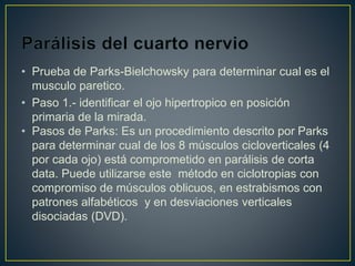 • Prueba de Parks-Bielchowsky para determinar cual es el
musculo paretico.
• Paso 1.- identificar el ojo hipertropico en posición
primaria de la mirada.
• Pasos de Parks: Es un procedimiento descrito por Parks
para determinar cual de los 8 músculos cicloverticales (4
por cada ojo) está comprometido en parálisis de corta
data. Puede utilizarse este método en ciclotropias con
compromiso de músculos oblicuos, en estrabismos con
patrones alfabéticos y en desviaciones verticales
disociadas (DVD).
 