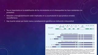 • Tau es importante en la estabilización de los microtubulos en el citoesqueleto los hace resistentes a la
proteólisis
• Glicación y transglutaminación están implicados en su acumulación lo que produce enredos
neurofibrilares
• Hay muerte celular por lesión toxica y predisposición genética con disfunción mitocondrial
 