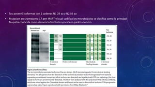 • Tau posee 6 isoformas con 2 cadenas N1 29 aa y N2 59 aa
• Mutacion en cromosoma 17 gen MAPT el cual codifica los microtubulos se clasifica como la principal
Taupatia conocida como demencia frontotemporal con parkinsonismo
 