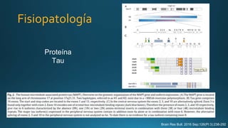 Proteína
Tau
Brain Res Bull. 2016 Sep;126(Pt 3):238-292
Fisiopatología
 