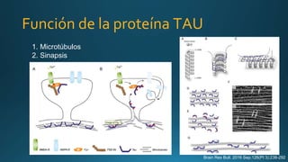 1. Microtúbulos
2. Sinapsis
Brain Res Bull. 2016 Sep;126(Pt 3):238-292
Función de la proteína TAU
 