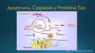 Neuron. 2015 September 2; 87(5): 963–975.
Apoptosina, Caspasas y Proteína Tau
 