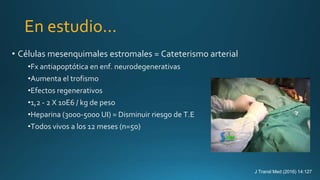 En estudio...
• Células mesenquimales estromales = Cateterismo arterial
•Fx antiapoptótica en enf. neurodegenerativas
•Aumenta el trofismo
•Efectos regenerativos
•1,2 - 2 X 10E6 / kg de peso
•Heparina (3000-5000 UI) = Disminuir riesgo de T.E
•Todos vivos a los 12 meses (n=50)
J Transl Med (2016) 14:127
 