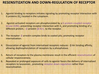 RESENSITIZATION AND DOWN-REGULATION OF RECEPTOR
1. Agonist binding to receptors initiates signaling by promoting receptor interaction with
G proteins (Gs) located in the cytoplasm.
2. Agonist-activated receptors are phosphorylated by a G protein-coupled receptor
kinase (GRK), preventing receptor interaction with Gs and promoting binding of a
different protein, - β arrestin (β-Arr), to the receptor.
3. The receptor- β arrestin complex binds to coated pits, promoting receptor
internalization.
4. Dissociation of agonist from internalized receptors reduces - β Arr binding affinity,
allowing dephosphorylation of receptors by a phosphatase.
5. Return of receptors to the plasma membrane result in the efficient resensitization of
cellular responsiveness.
6. Repeated or prolonged exposure of cells to agonist favors the delivery of internalized
receptors to lysosomes , promoting receptor down-regulation rather than
resensitization.
 