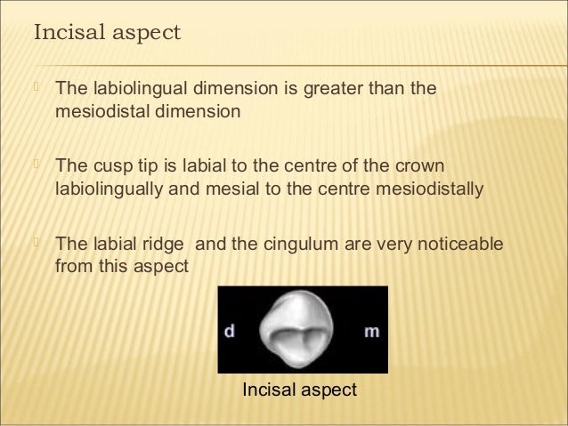 Morphology Of Maxillary Mandibular Canine Teeth