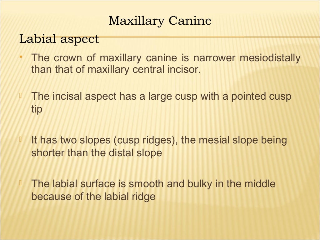 morphology of maxillary & mandibular canine teeth