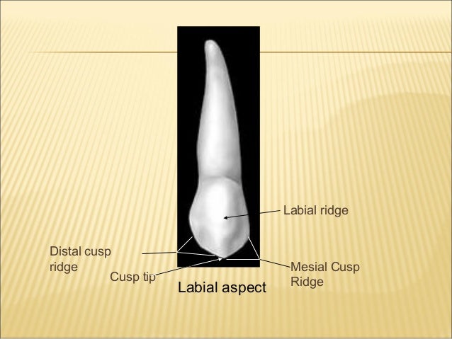 morphology of maxillary mandibular canine teeth canine teeth