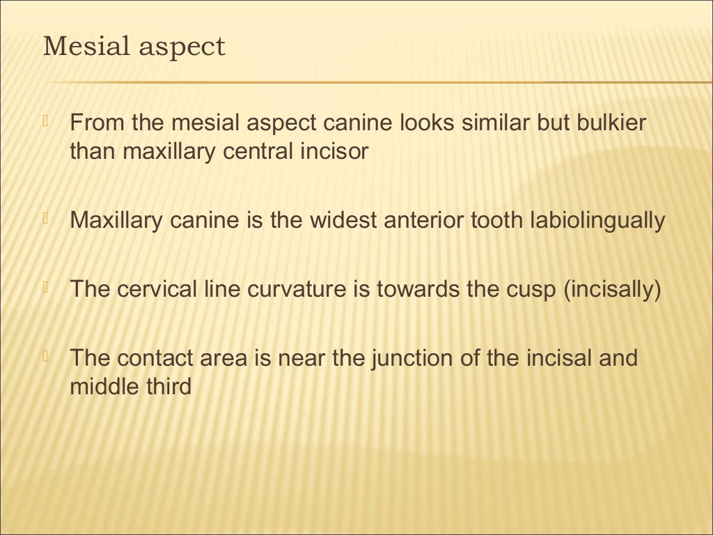 morphology of maxillary & mandibular canine teeth
