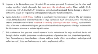  Legumes in the Desmodium genus (silverleaf, D. uncinatum, greenleaf, D. intortum), on the other hand
produce repellent volatile chemicals that push away the stemborer moths. These include (E)-ß-
ocimene and (E)-4,8-dimethyl-1,3,7-nonatriene, semiochemicals produced during damage to plants by
herbivorous insects are responsible for the repellence of desmodium to stemborers.
 Desmodium also control striga, resulting in significant yield increases of about 2 t/ha per cropping
season. In the elucidation of the mechanisms of striga suppression by D. uncinatum, it was found that, in
addition to benefits derived from increased availability of nitrogen and soil shading, an allelopathic
effect of the root exudates of the legume, produced independently of the presence of striga, is responsible
for this dramatic reduction in an intercrop with maize.
 This combination thus provides a novel means of in situ reduction of the striga seed bank in the soil
through efficient suicidal germination even in the presence of graminaceous host plants in the proximity.
Other Desmodium spp. have also been evaluated and have similar effects on stemborers and striga weed
and are currently being used as intercrops in maize, sorghum and millets.
 