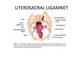 UTEROSACRAL LIGAMNET
 