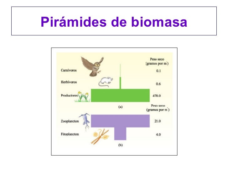 cadena alimenticia niveles troficos de la piramide ecologica par 225 metros tr 243 ficos y pir 225 mides ecol 243 gicas cadena alimenticia niveles troficos de la piramide ecologica par 225 metros tr 243 ficos y pir 225 mides ecol 243 gicas