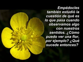 Empédocles también estudió la cuestión de qué es lo que pasa cuando observamos algo con nuestros sentidos. ¿Cómo puedo ver una flor, por ejemplo? ¿Qué sucede entonces?   