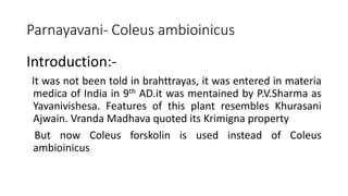 Parnayavani- Coleus ambioinicus 
Introduction:- 
It was not been told in brahttrayas, it was entered in materia 
medica of India in 9th AD.it was mentained by P.V.Sharma as 
Yavanivishesa. Features of this plant resembles Khurasani 
Ajwain. Vranda Madhava quoted its Krimigna property 
But now Coleus forskolin is used instead of Coleus 
ambioinicus 
 