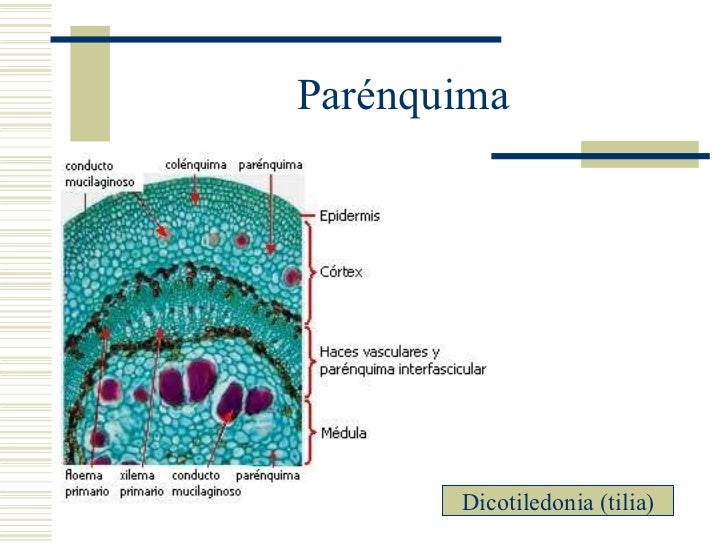 Diagrama De Parenquima Parénquimas