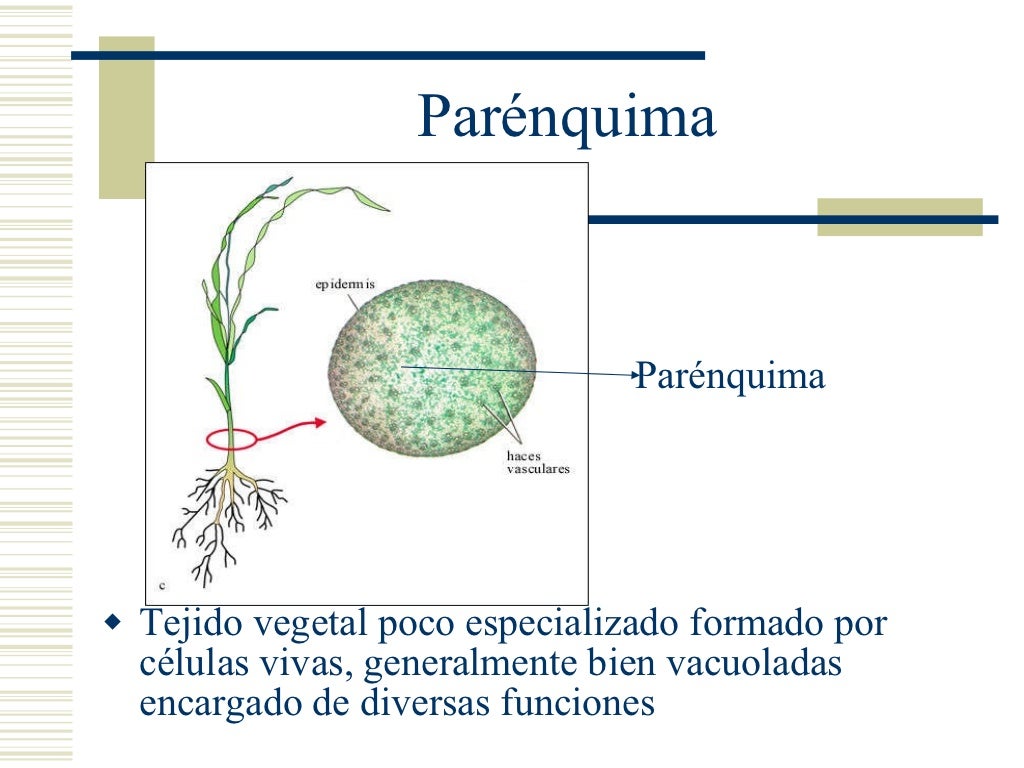 Parénquimas Parénquimas