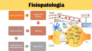 Fisiopatología
Paro cardíaco
Isquemia
global
EdemaDaño celular
Mediadores
Inflamatorios
Apoptosis
 