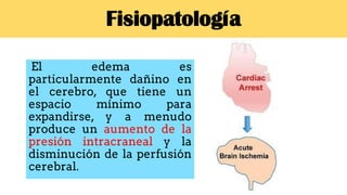 Fisiopatología
El edema es
particularmente dañino en
el cerebro, que tiene un
espacio mínimo para
expandirse, y a menudo
produce un aumento de la
presión intracraneal y la
disminución de la perfusión
cerebral.
 